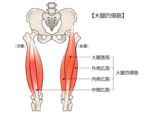 大腿四頭筋