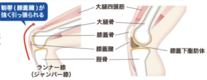 ひざのお皿周り